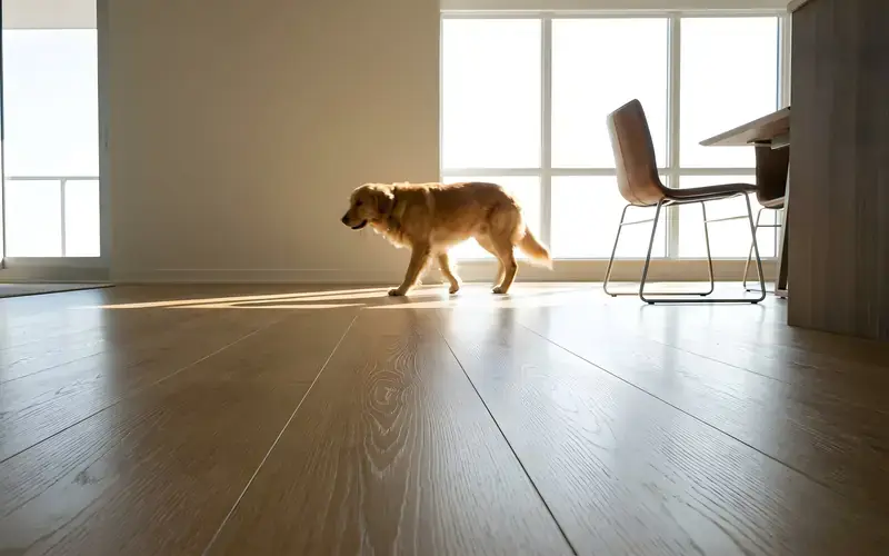 Golden retriever walking across a natural oak plank floor in a sunny condo with a glass balcony railing