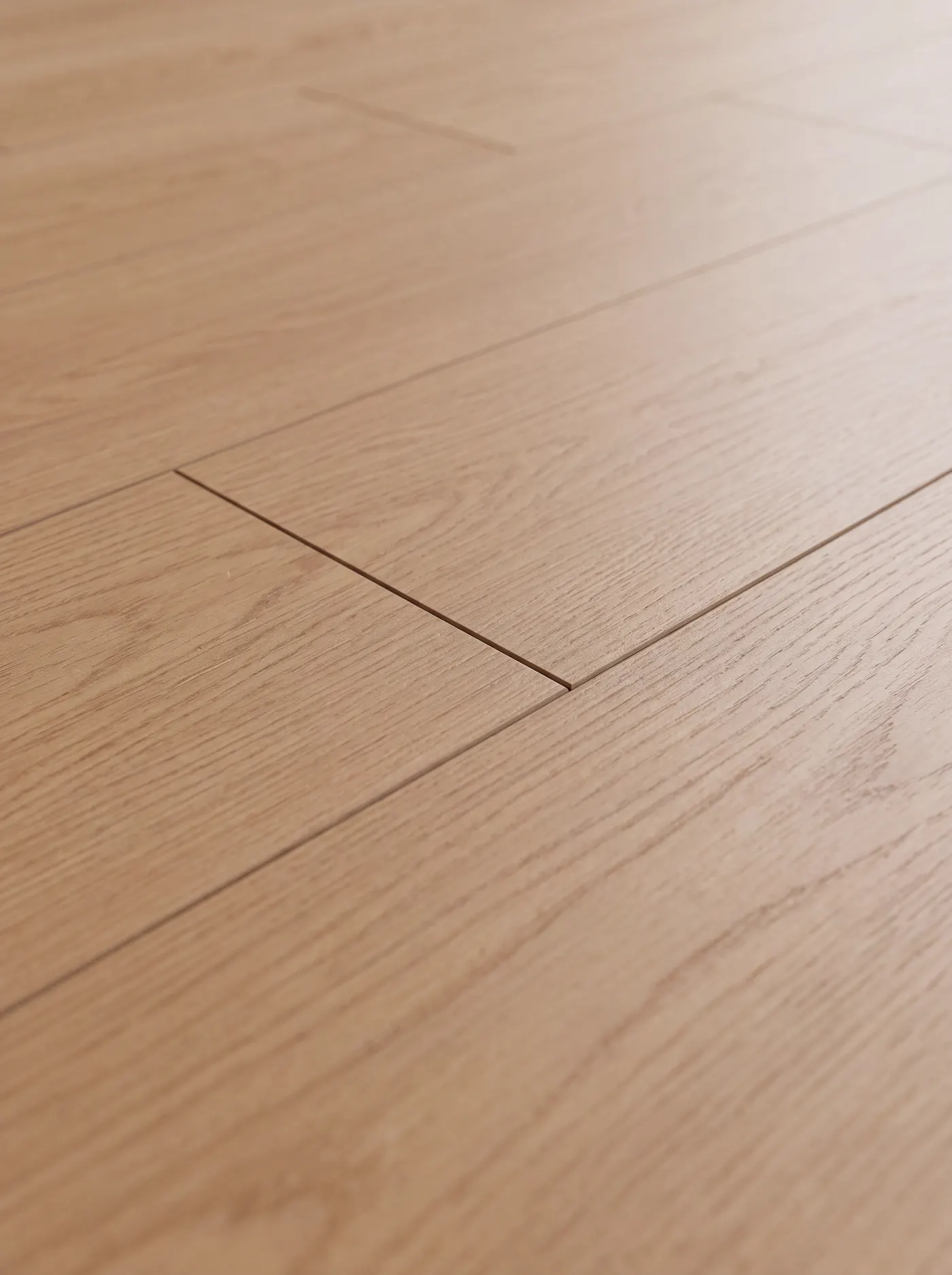 Sandbank Oak — macro view