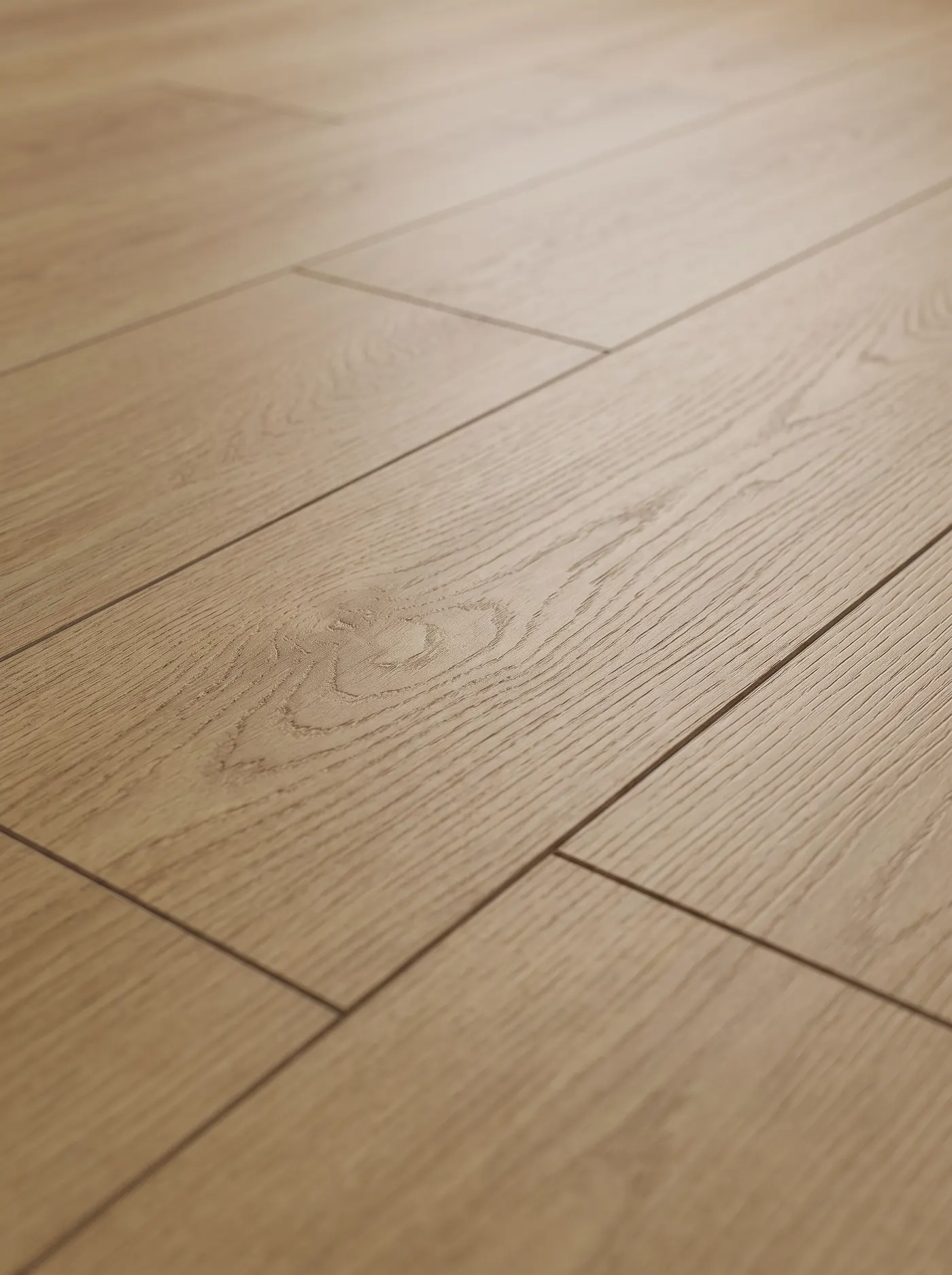 Bancroft Oak — macro view